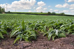 Palimex and the Egyptian artichoke is a record