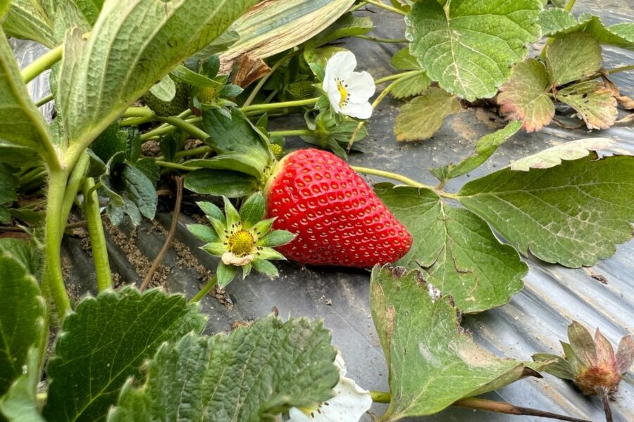 Fragole Palimex: un prodotto disponibile tutto l’anno fragole Palimex egitto