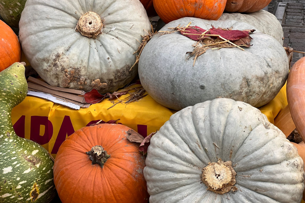 Purea di zucca: la soluzione Palimex