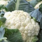 Cavolfiori