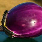 Melanzane melanzane 1
