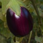 Melanzane melanzane 2