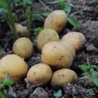 Patate patate 1