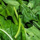 Spinaci spinaci 1